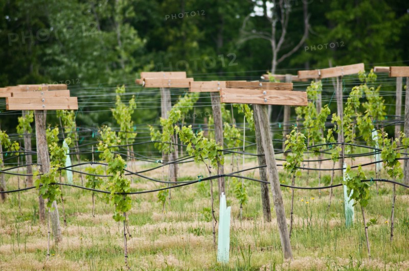 USDA visit to Cooper Vineyards in Louisia