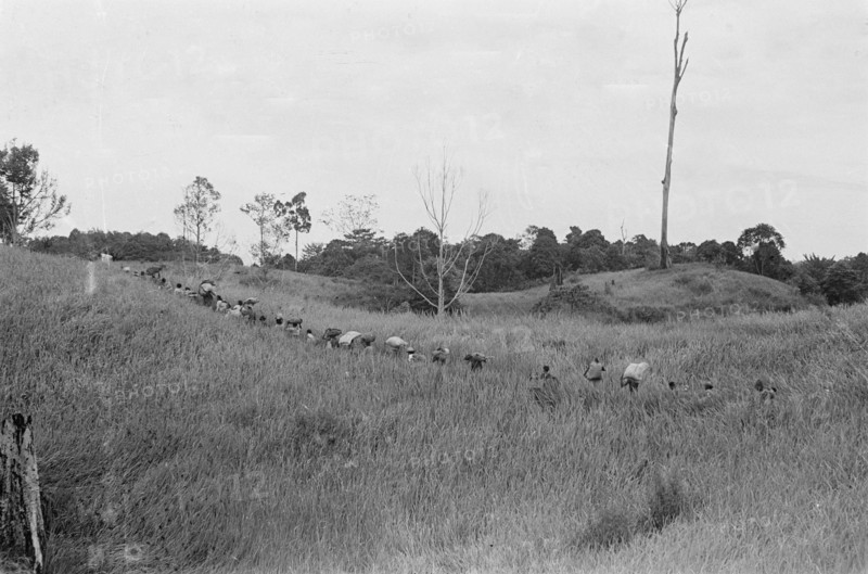 1947 - The rice fields carry the rice harvest to the village in Indonesia, Dutch East Indies