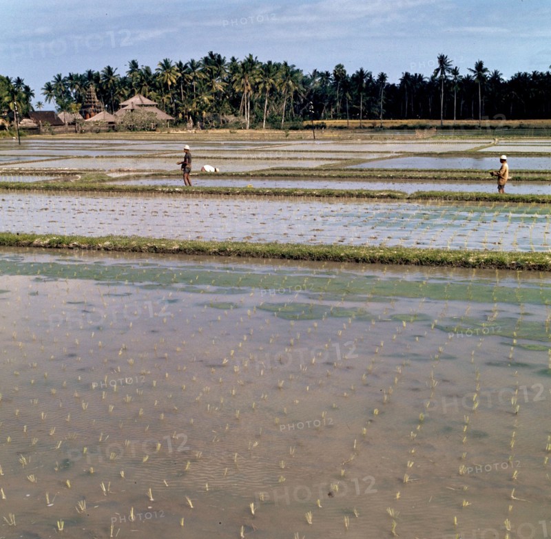 Indonesia History - Sawahs (rice fields), probably on Bali; Date 1 September 1971; Location Bali, Indonesia