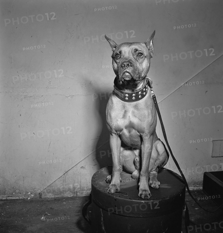 Portrait of Mister (Billie Holiday's dog), New York, N.Y., between 1946 and 1948