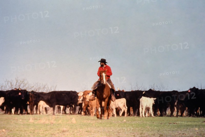 Authentic American Cowboys: 1990s Cowboys in the American west during spring branding time on a ranch near Clarendon Texas ca. 1998.