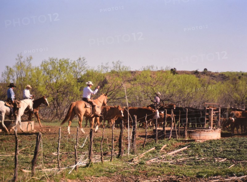 Authentic American Cowboys: 1990s Cowboys in the American west during spring branding time on a ranch near Clarendon Texas ca. 1998.