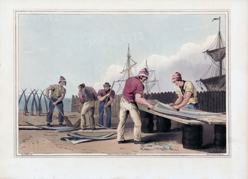 Whalebone scrapers 1800s print