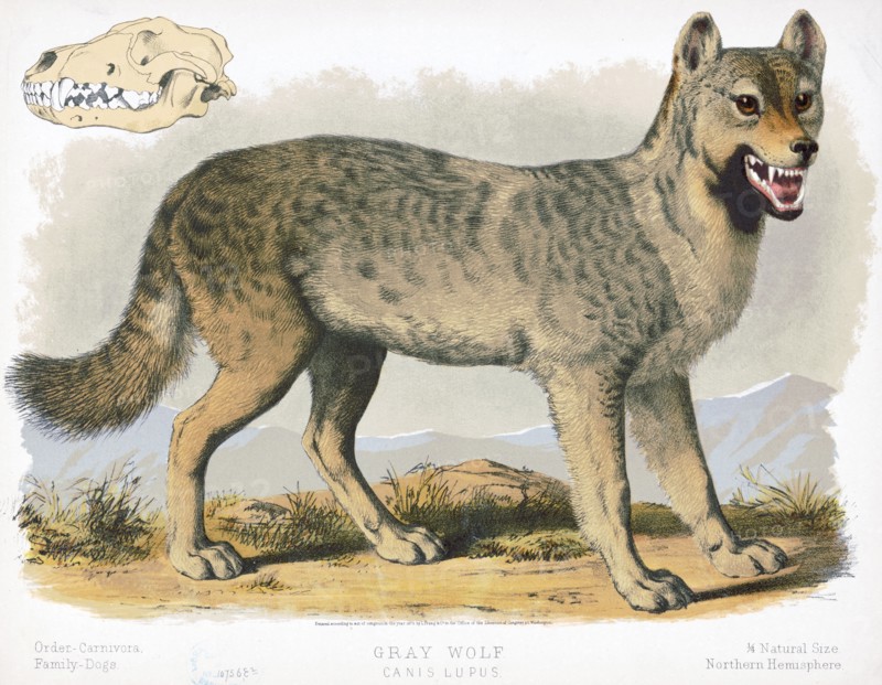 19th century Prang animal prints - Gray wolf - Canis lupus ca. 1874