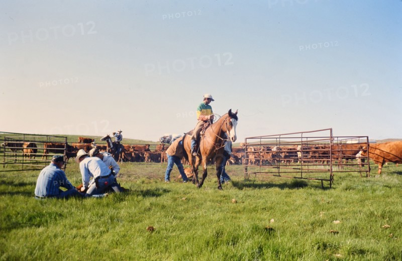 American Cowboys: 1990s Cowboys in the American west during spring branding time on a ranch in Northern Nebraska ca. 1999-2001.
