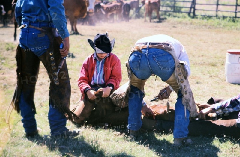 Authentic American Cowboys: 1990s Cowboys in the American west during spring branding time on a ranch near Clarendon Texas ca. 1998.