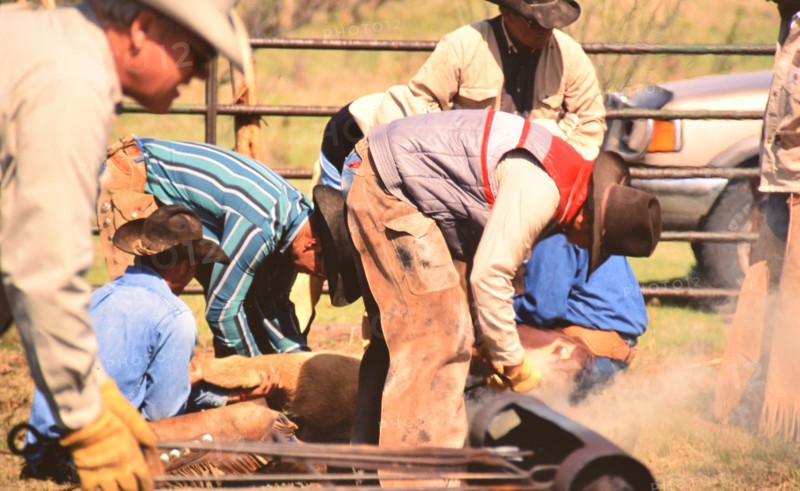 Authentic American Cowboys: 1990s Cowboys in the American west during spring branding time on a ranch near Clarendon Texas ca. 1998.