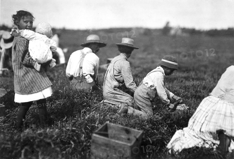 Arthur Fernande, said 8 years old, picking cranberries by hand, and brother Charlie said he was 9 picking with a scoop. Said they work from 9 till 5. Wareham, Mass, September 1911