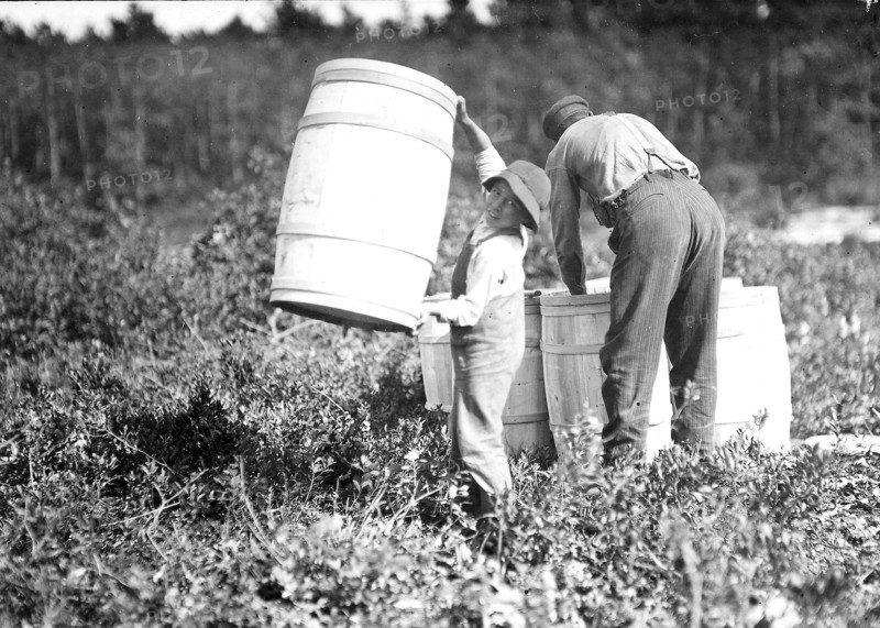 Boy who carries barrels. Robert Saunders, 10 years old. Is the son of the boss. Mother picks too. Falmouth, Mass, 1912