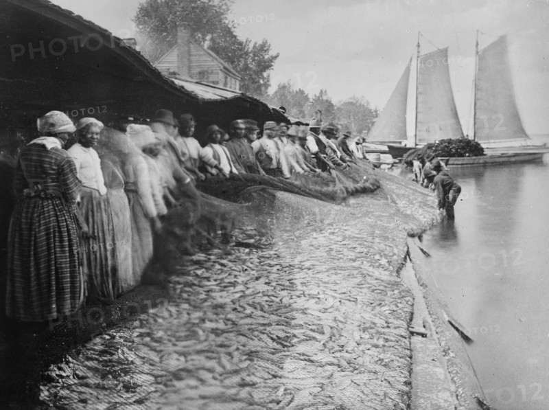 African American men and women with large net of shad by water ca. 1915