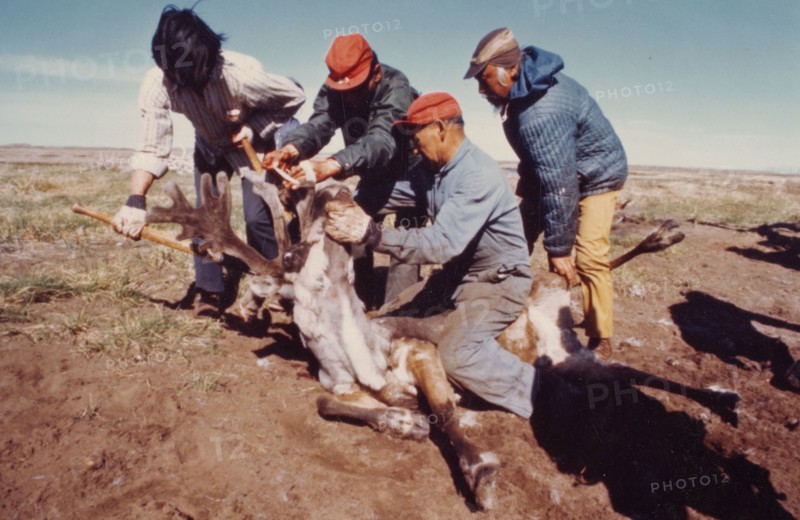 Early 1970s - Cutting reindeer antlers during roundup at Cape Espenberg