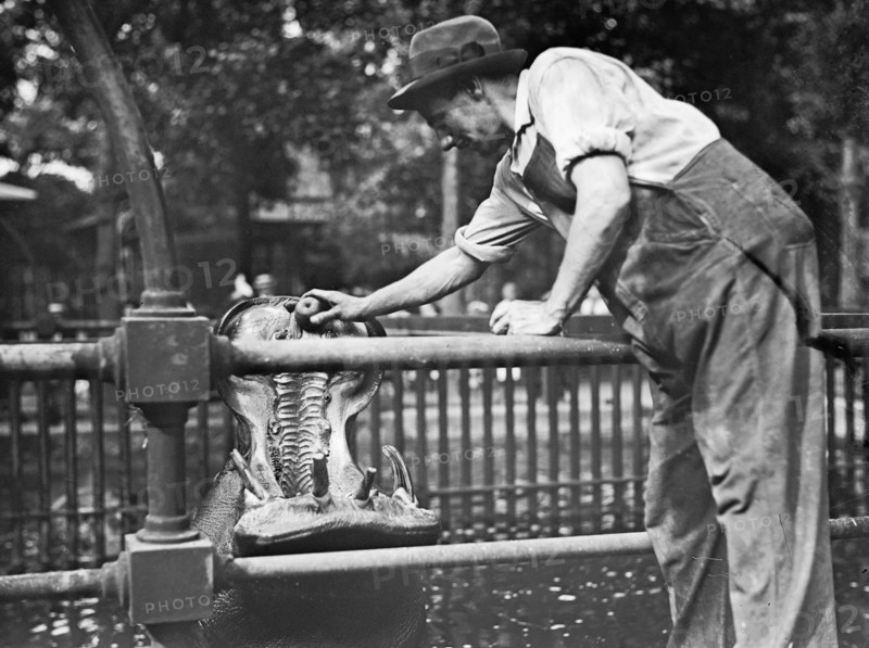 Man feeding a hippopotamus in Central Park New York ca. 1910-1915