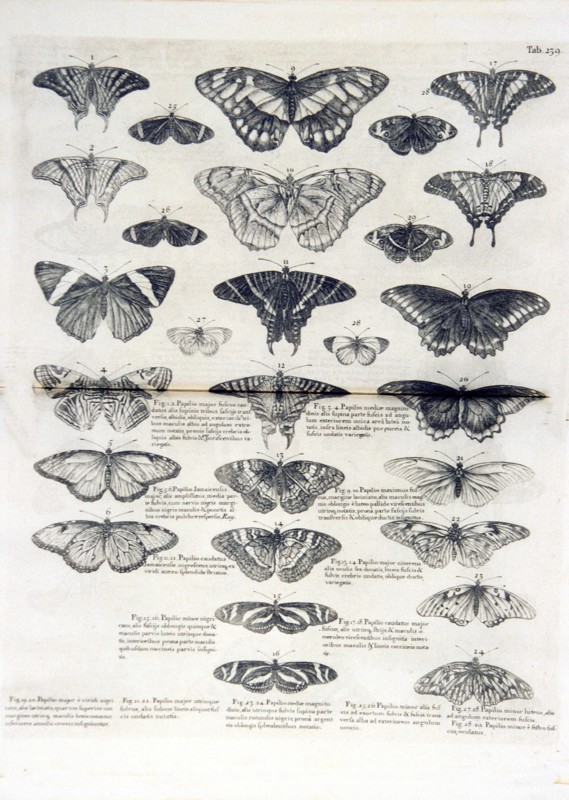 Butterflies illustrations (1707-1725 ca.)