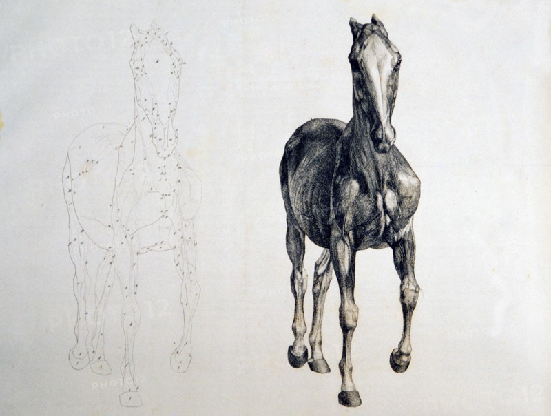 Horse, front view, with adjacent outline copy ca. 1766 or 1823