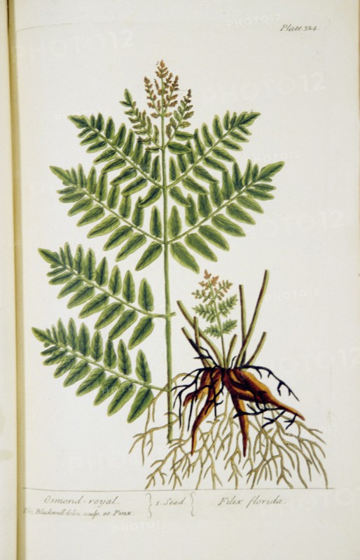 Osmond-royal Filix florida ca. 1737