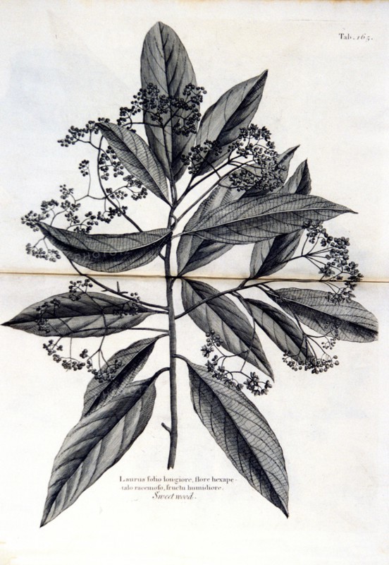 Sweetwood / Laurus folio longiore ca. 1707-1725