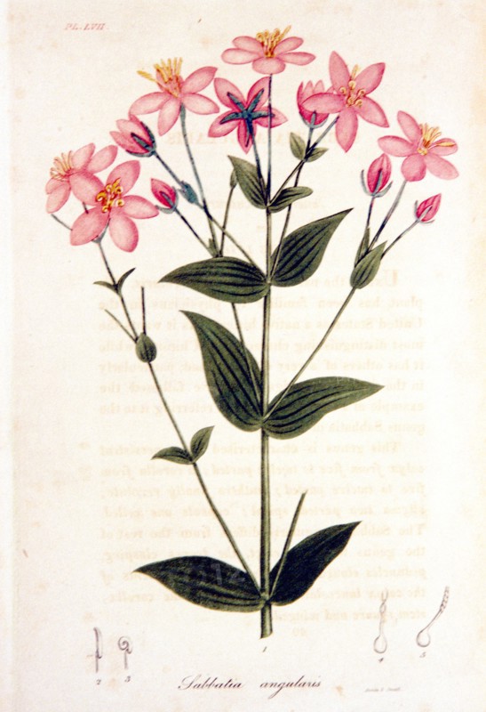 Sabbatia angularis ca. 1820