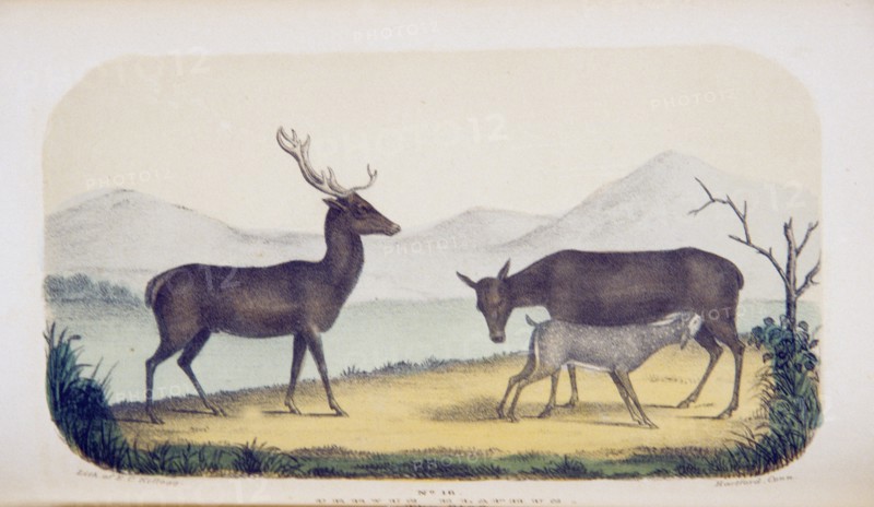 Cevrus elaphus: The stag ca. 1853