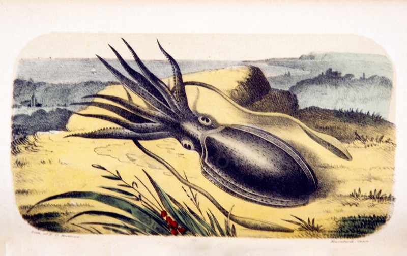 Sepia officinalis: Cuttle fish ca. 1853