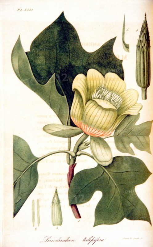 Liriodendron tulipifera ca. 1818