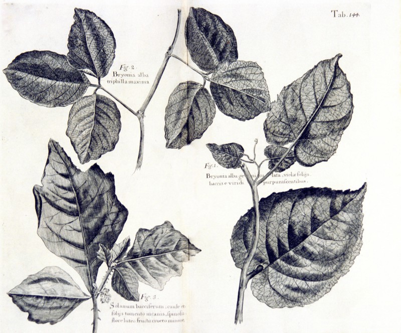 Bryonia alba ca. 1707-1725 illustration