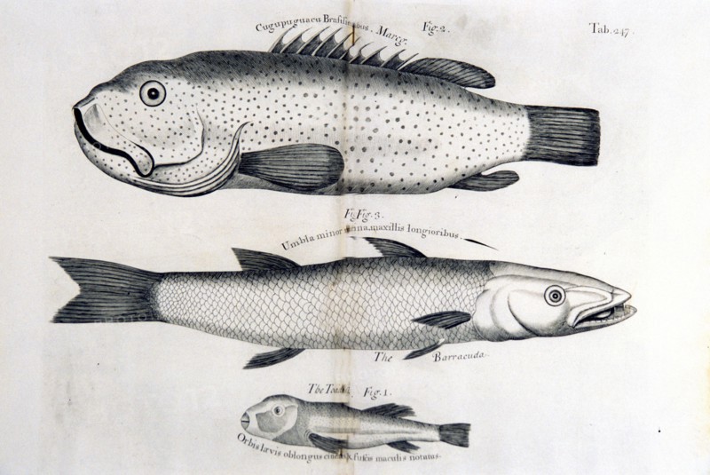 Illustration of three types of fish, including the toadfish and the barracuda ca. 1707-1725