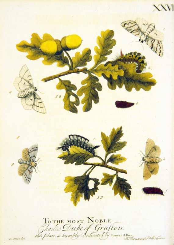 Lifecycle of moths ca. 1720
