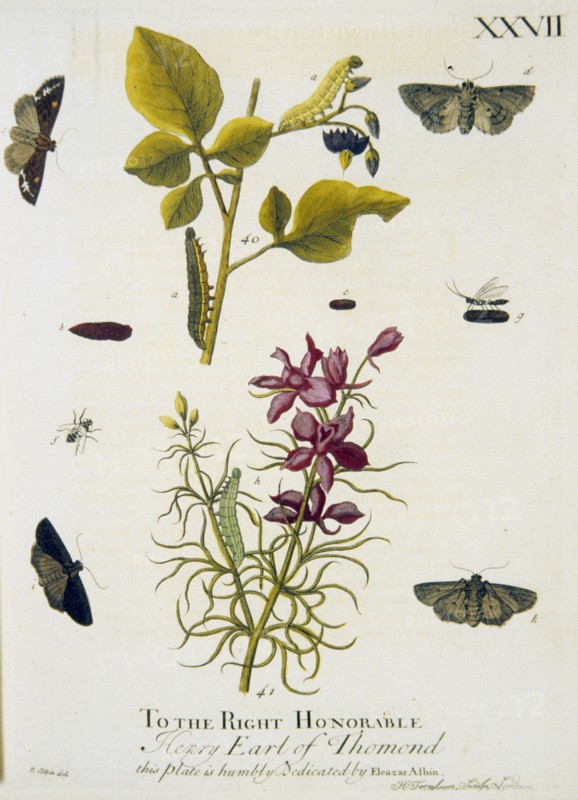 Lifecycle of a moth ca. 1720