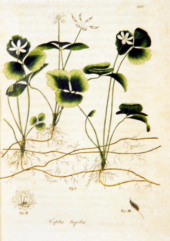 Coptis trifolia illustration ca. 1817