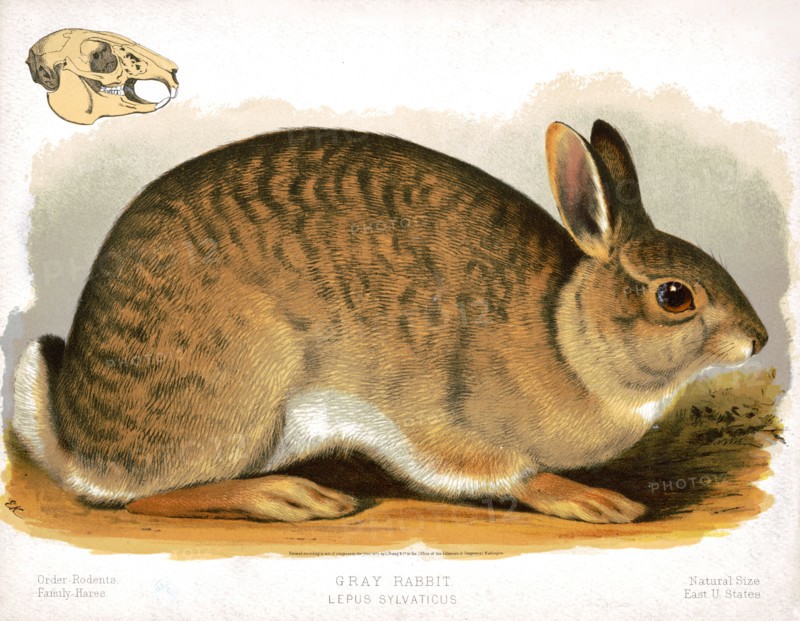 19th century Prang animal prints - Gray rabbit - Lepus sylvaticus ca. 1874