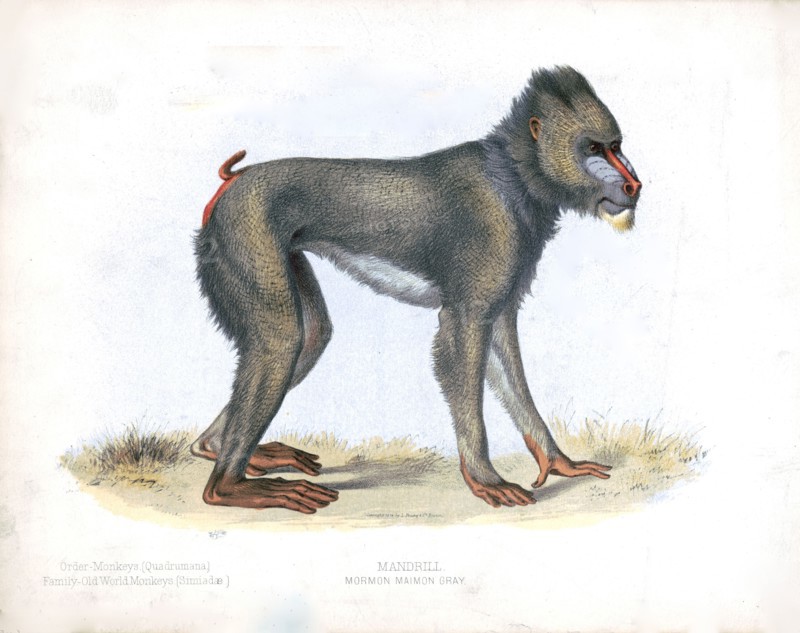 19th century Prang animal prints - Mormon maimon gray ca. 1874