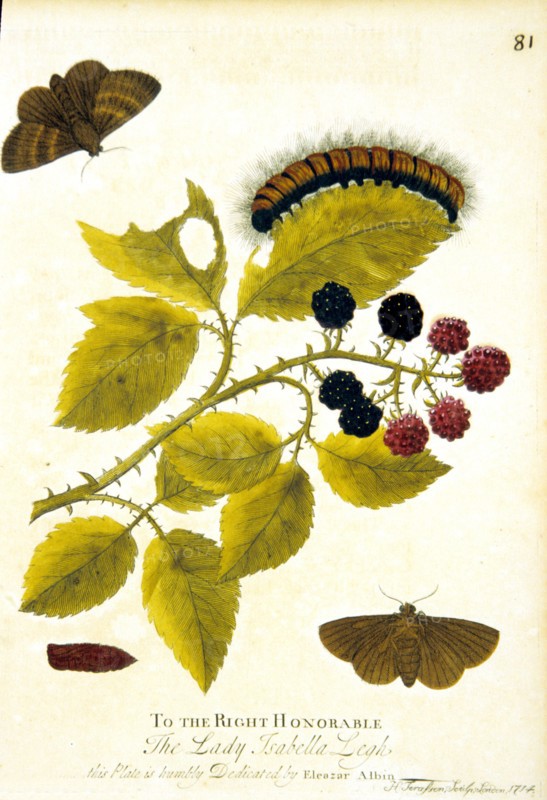 Lifecycle of a moth ca. 1720