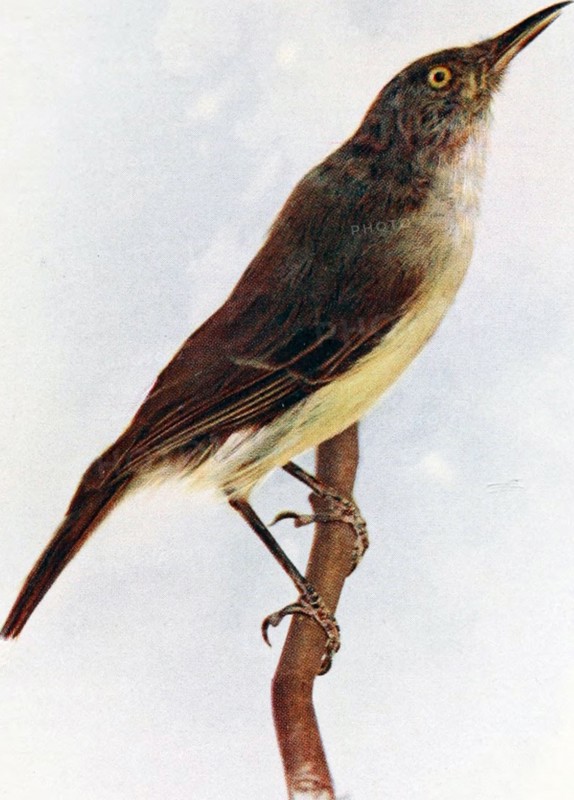 Historical Bird Illustration - MACGILLIVRAYORNIS CLAUDI ca. 1901