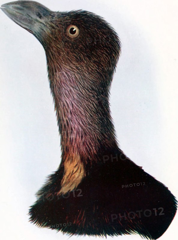 Historical Bird Illustration - The Brush-Turkey (Cathetitnis lathami) ca. 1901