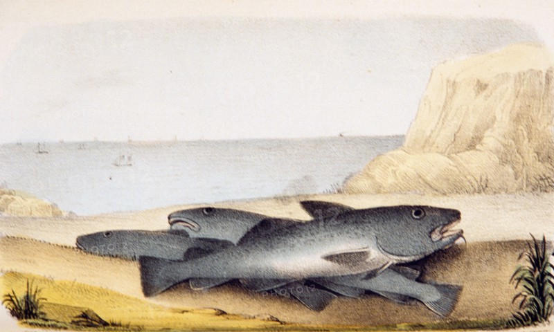 Gadus morrhua: Common cod ca. 1853