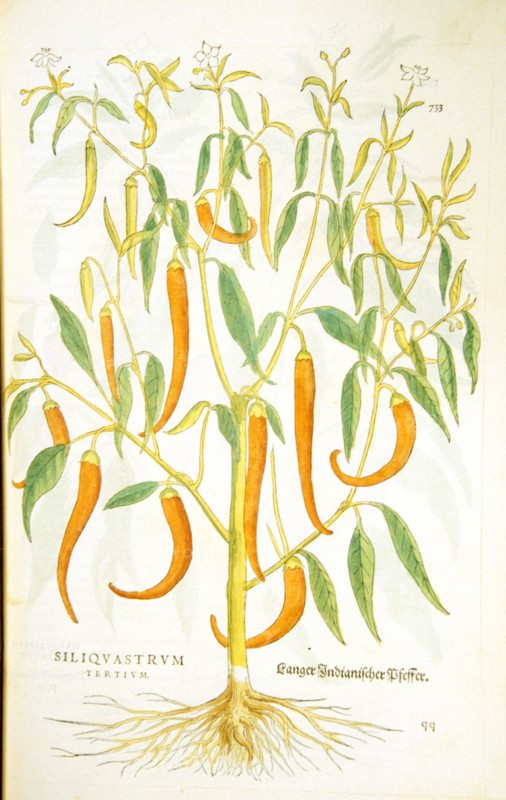 Siliquastrum tertium / Langer Indianischer Pfeffer ca. 1542