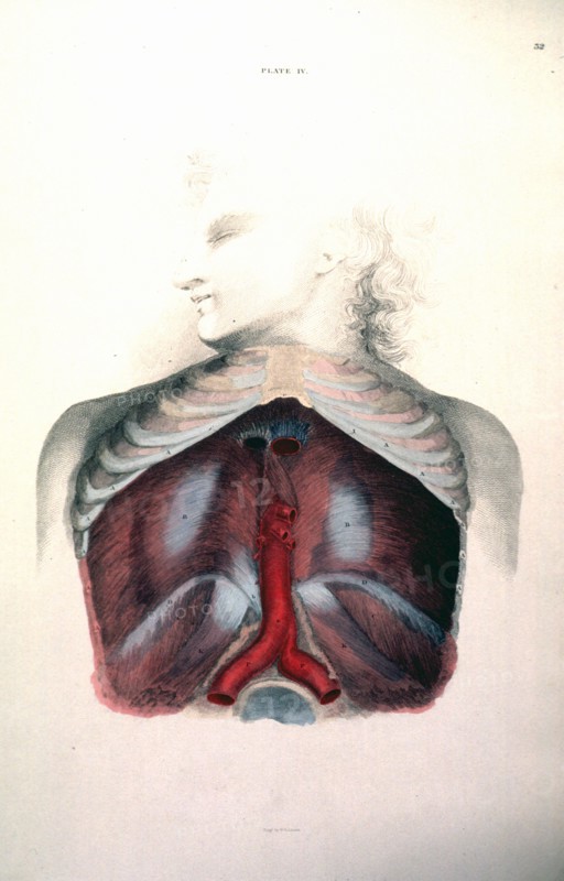 Cross-section of the organs of the human chest cavity ca. 1822-1826