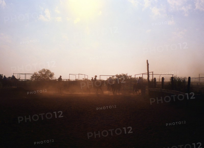 Authentic American Cowboys: 1990s Cowboys in the American west during spring branding time on a ranch near Clarendon Texas ca. 1998.