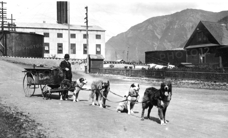 Dog team used to deliver laundry 1900-1923 Alaska