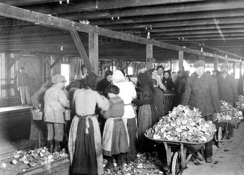 Shucking oysters in Alabama Canning Co. Small boy in left is Mike Murphy, ten years old, February 1911