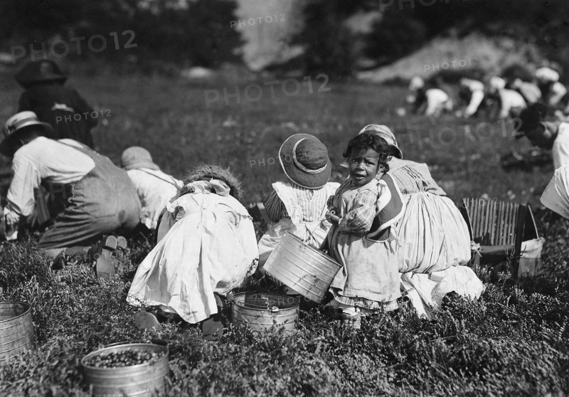 Young pickers on Swift's Bog. All working, September 1911