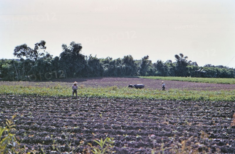 Traditional farm workers / laborers in a field in the Taiwan countryside ca. 1973