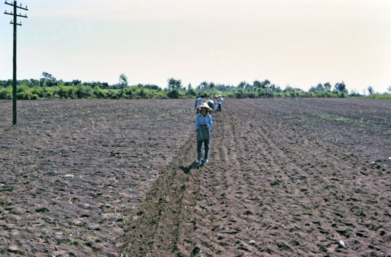 Traditional farm workers / laborers in a field in the Taiwan countryside ca. 1973
