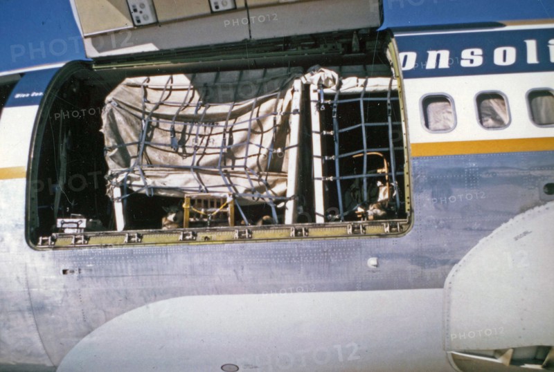Dogs loaded aboard a Wien Jet airplane at Nome Airport heading home ca. March 1974