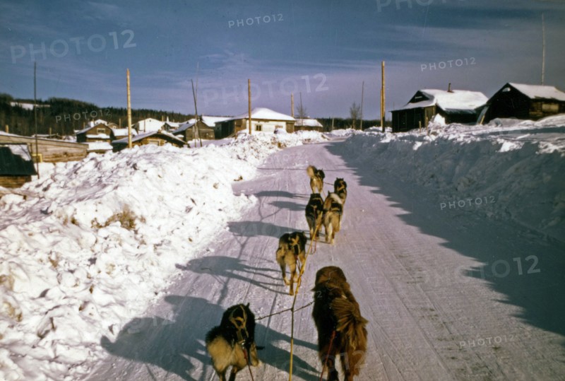 Dog sled team during iditorad ca. March 1974