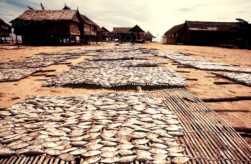 Drying racks filled with fish in a native village in Indonesia