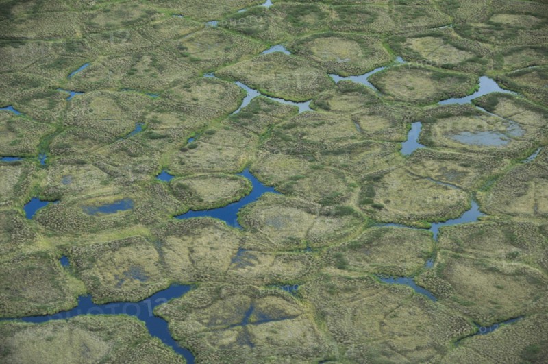 Ice wedge polygons on the north slope of Alaska ca. July 2010