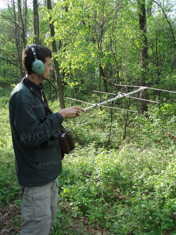 A researcher tracks a radio-tagged yellow-rumped warbler to determine habitat use and length of stay during migration stopover at Trempealeau National Wildlife Refuge ca. 2010