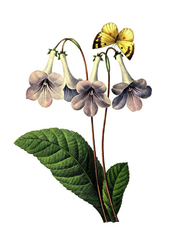 Gloxinia perennis is a species of tropical rhizomatous herbaceous flowering plant belonging to the family Gesneriaceae