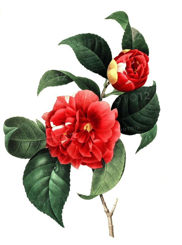 Camellia japonica